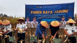 Lapas Labuhan Ruku Panen Raya Jagung
